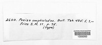 Pyronema omphalodes image